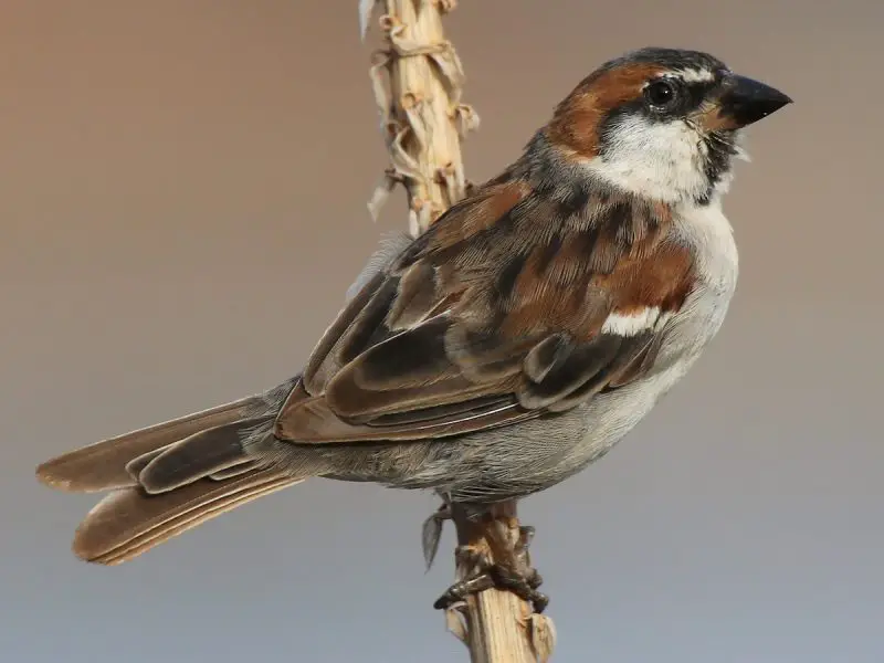 Types of Sparrows