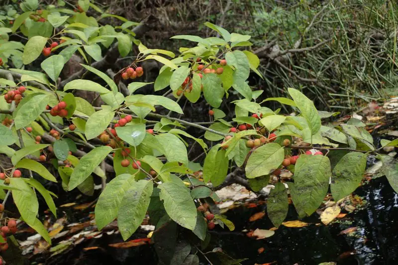 Types of Holly Trees