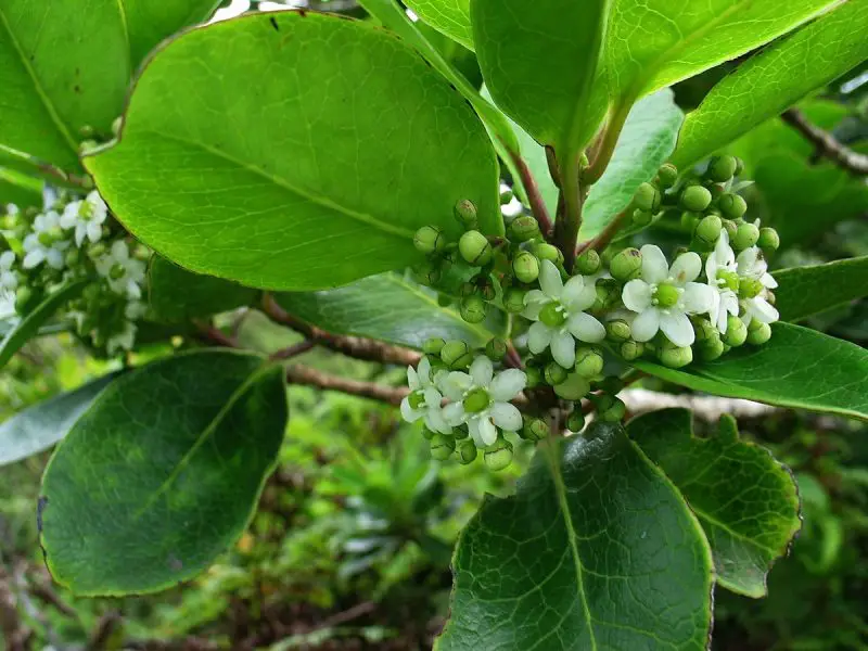 Types of Holly Trees