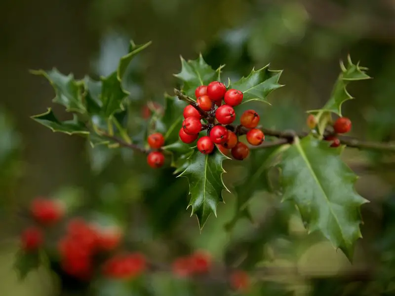 Types of Holly Trees