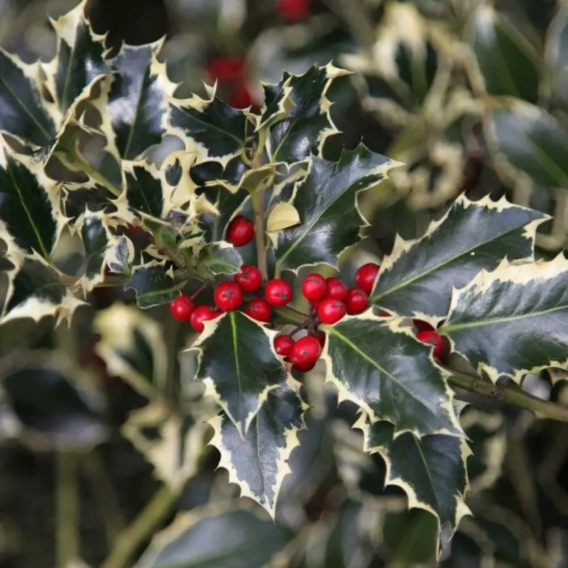 Types of Holly Trees