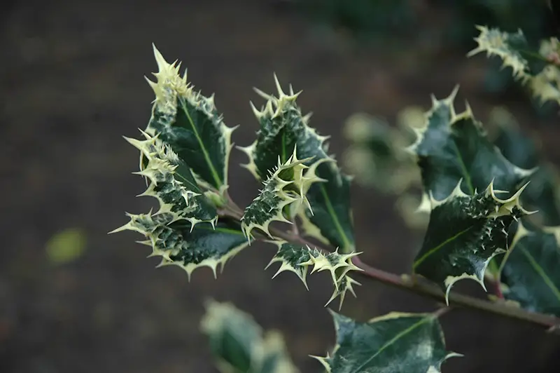 Types of Holly Trees