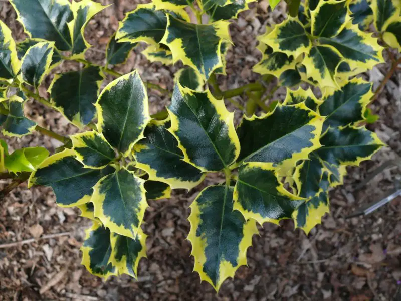 Types of Holly Trees