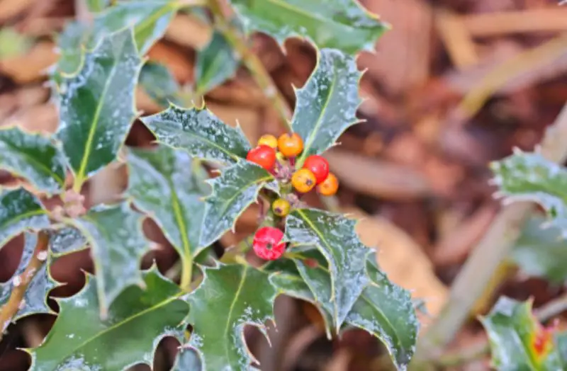Types of Holly Trees