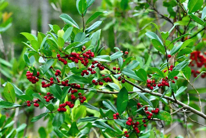 Types of Holly Trees