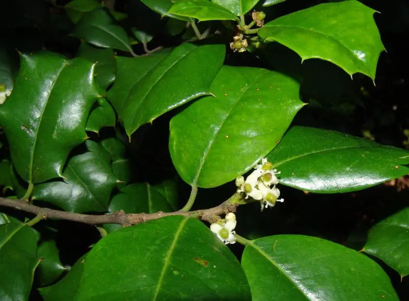 Types of Holly Trees