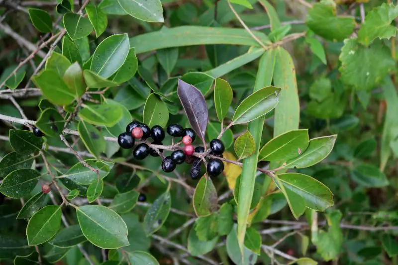 Types of Holly Trees