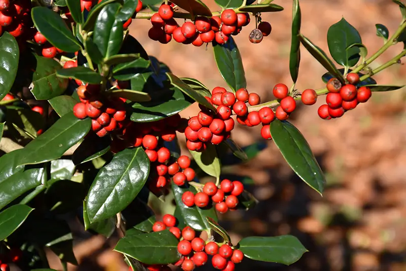 Types of Holly Trees