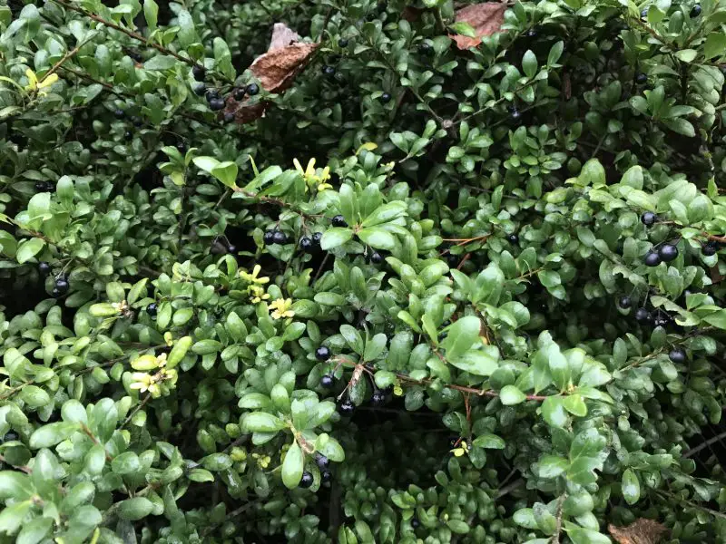 Types of Holly Trees