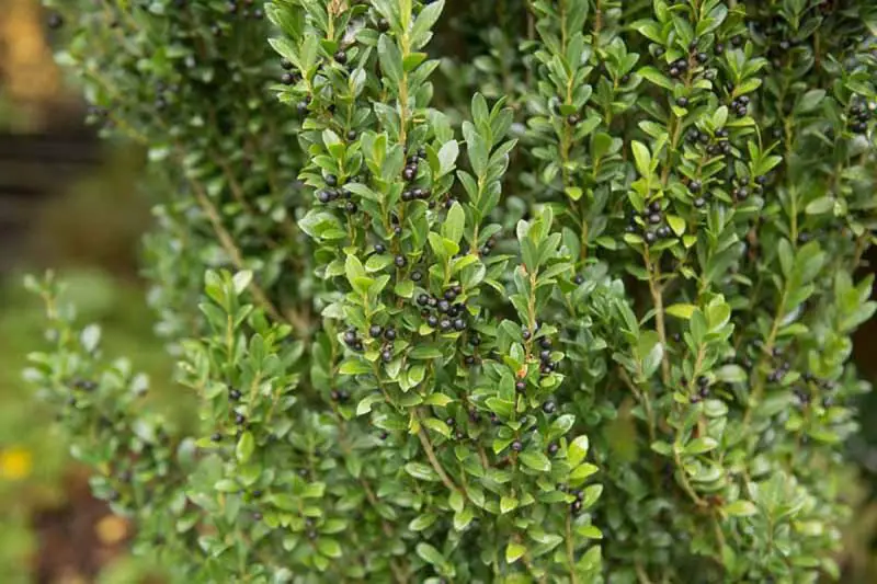 Small Evergreen Shrubs
