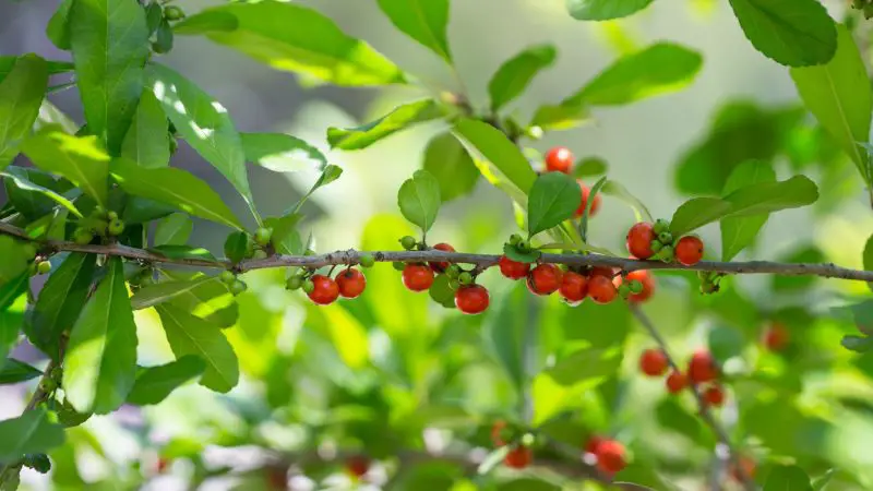 Types of Holly Trees