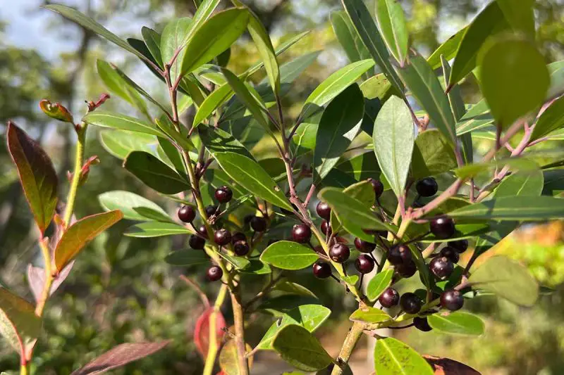 Types of Holly Trees