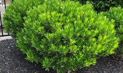 43 Small Evergreen Shrubs (With Pictures and Names)