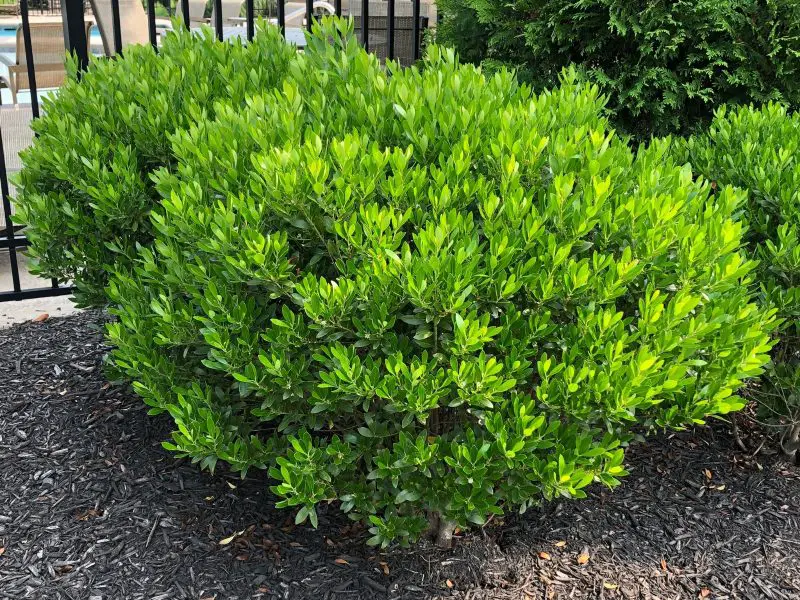 Small Evergreen Shrubs