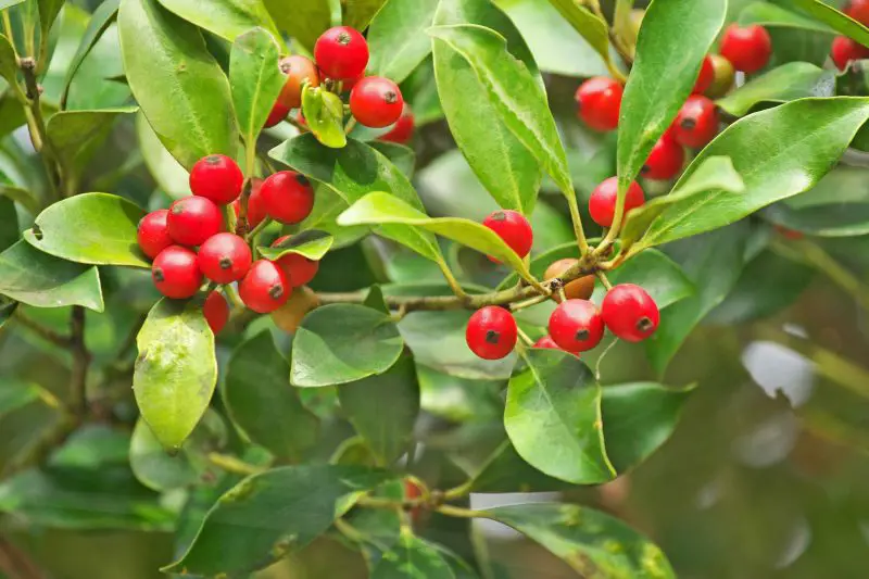 Types of Holly Trees