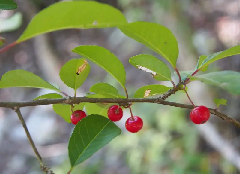 Types of Holly Trees