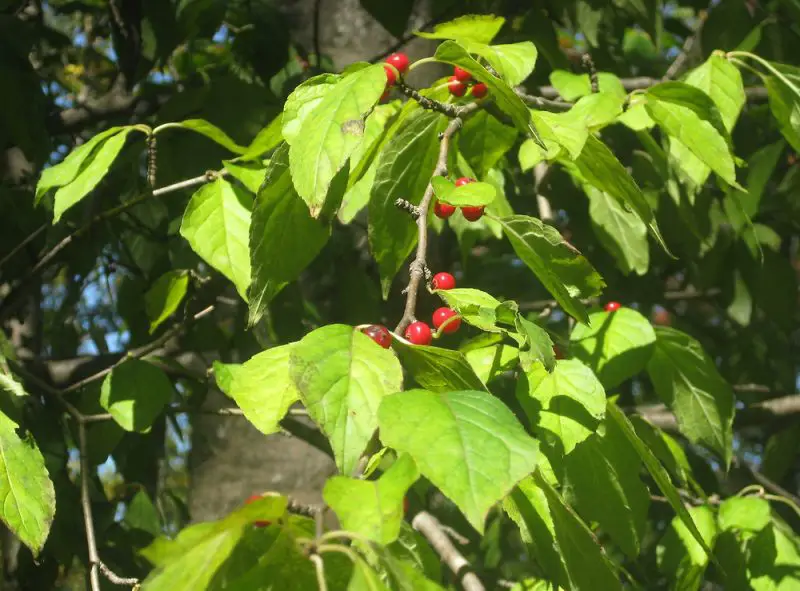 Types of Holly Trees