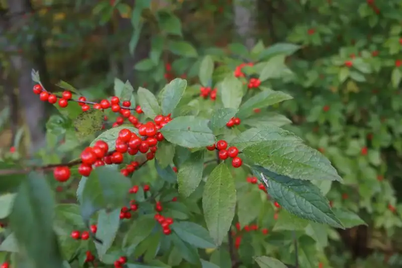 Types of Holly Trees