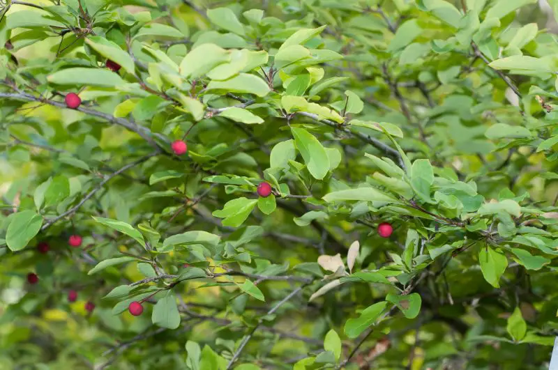 Types of Holly Trees