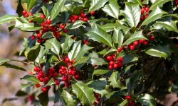 37 Types of Holly Trees (With Pictures and Identification)