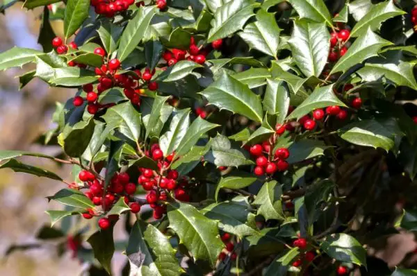 Types of Holly Trees