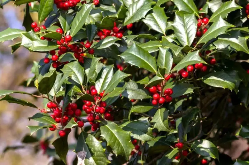 Types of Holly Trees