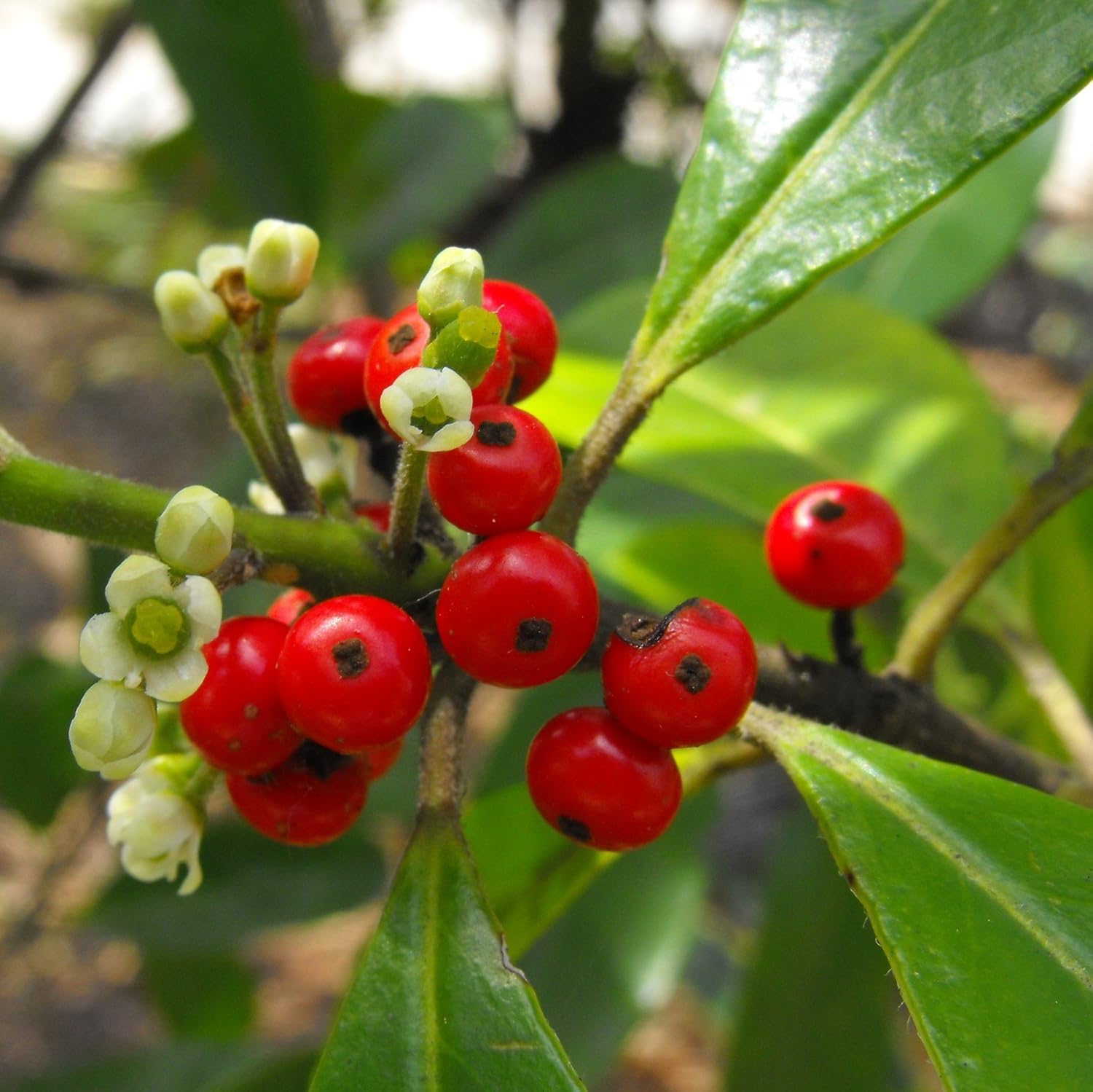 Types of Holly Trees