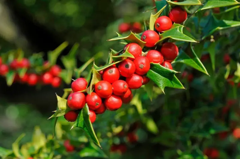 Types of Holly Trees