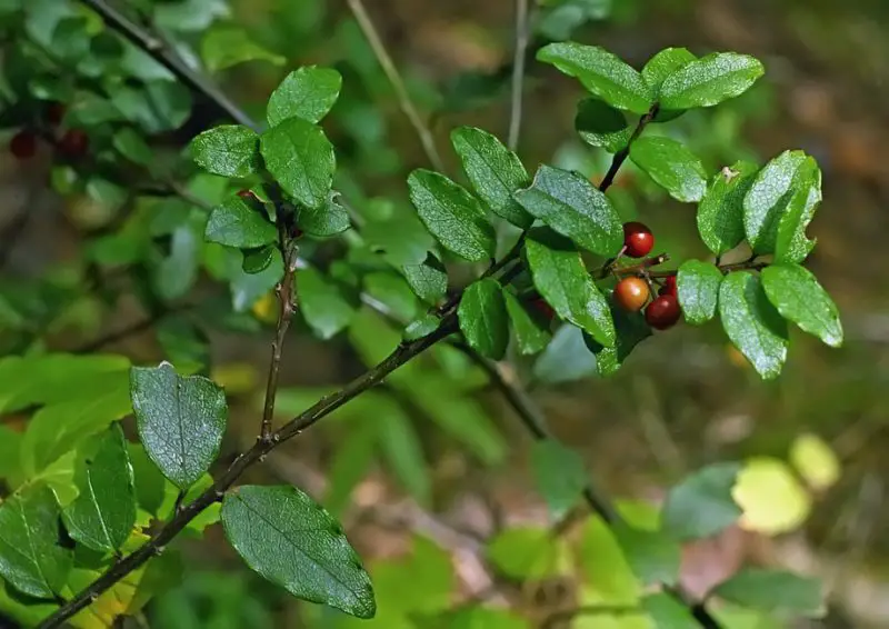 Types of Holly Trees