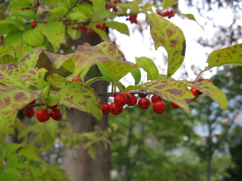 Types of Holly Trees