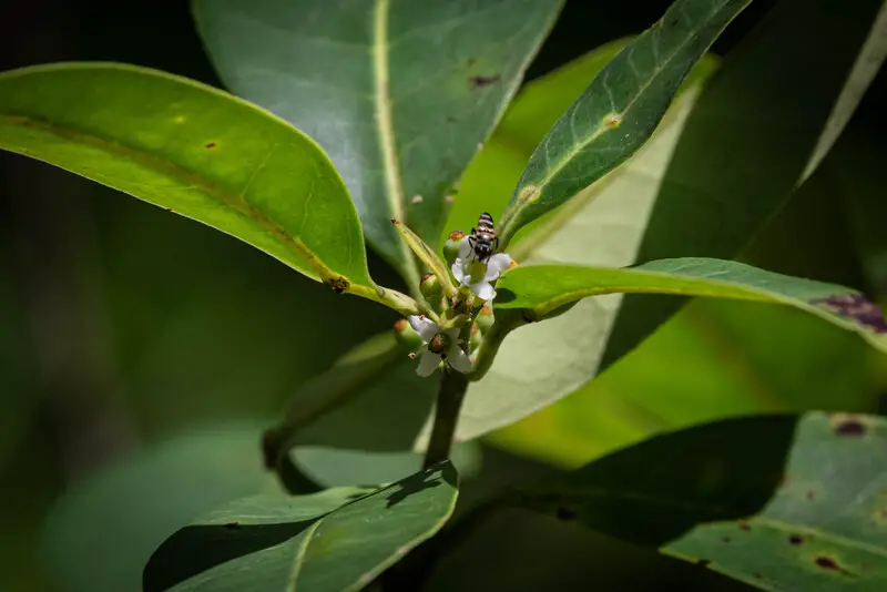 Types of Holly Trees