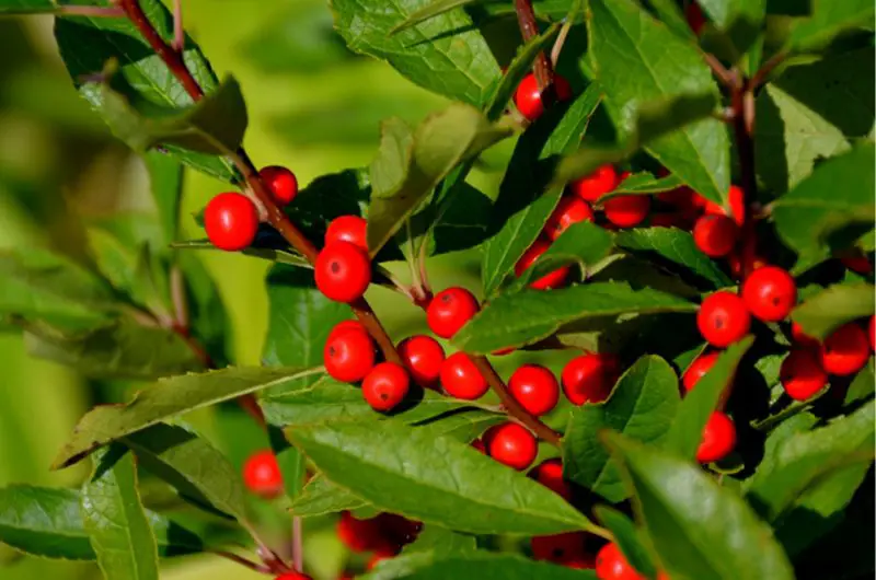Types of Holly Trees