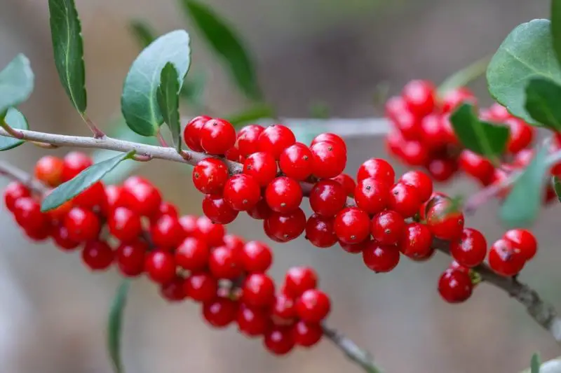 Types of Holly Trees