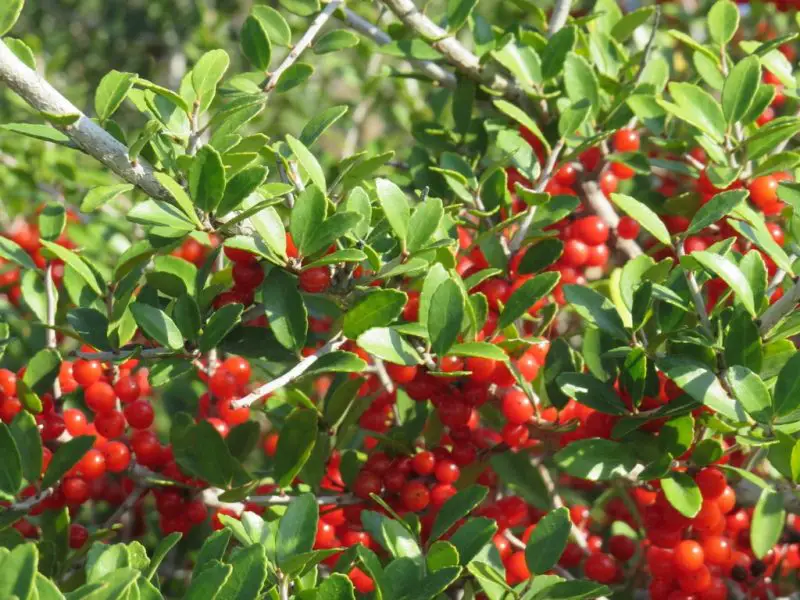 Types of Holly Trees