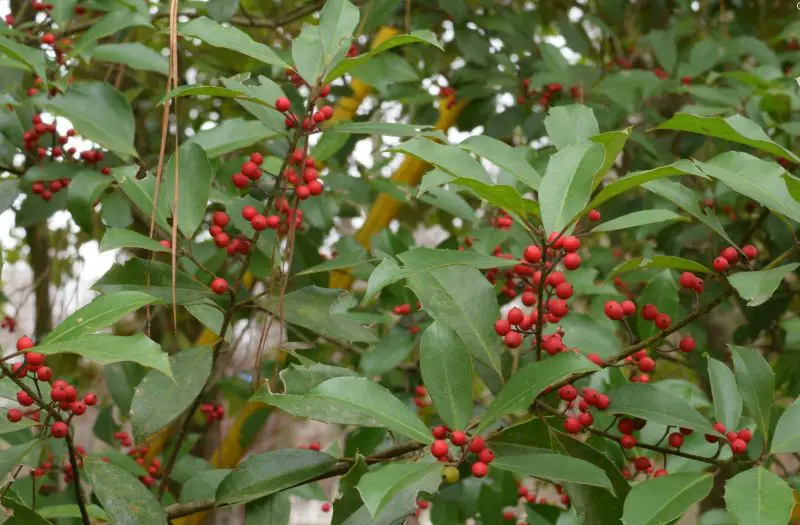 Types of Holly Trees