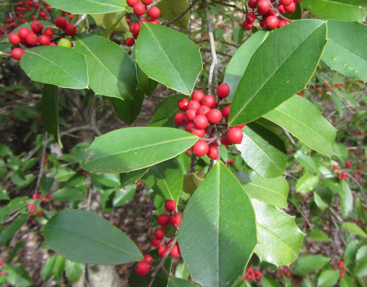 Types of Holly Trees