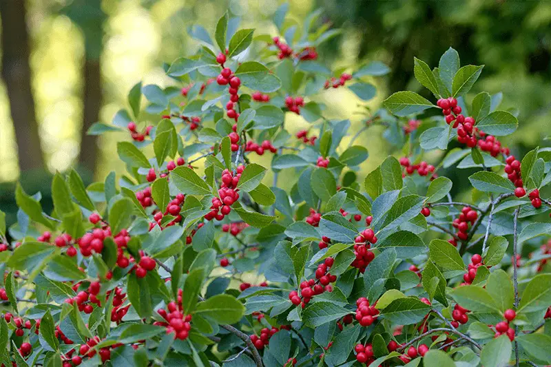 Types of Holly Trees