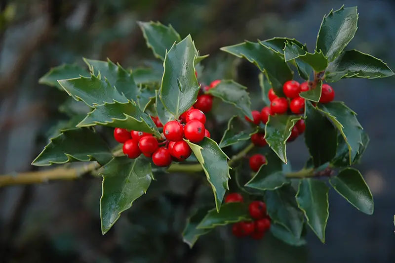 Types of Holly Trees