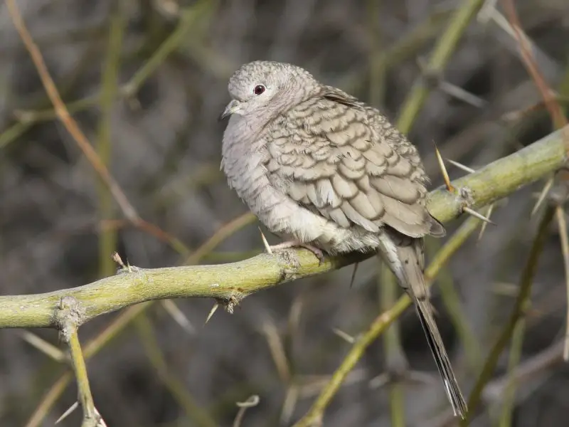 Types of Doves