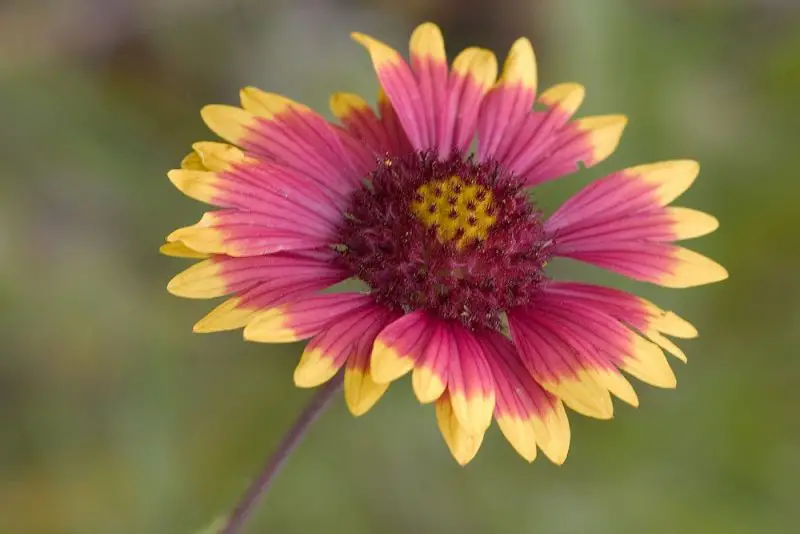 Types of Daisy Plants