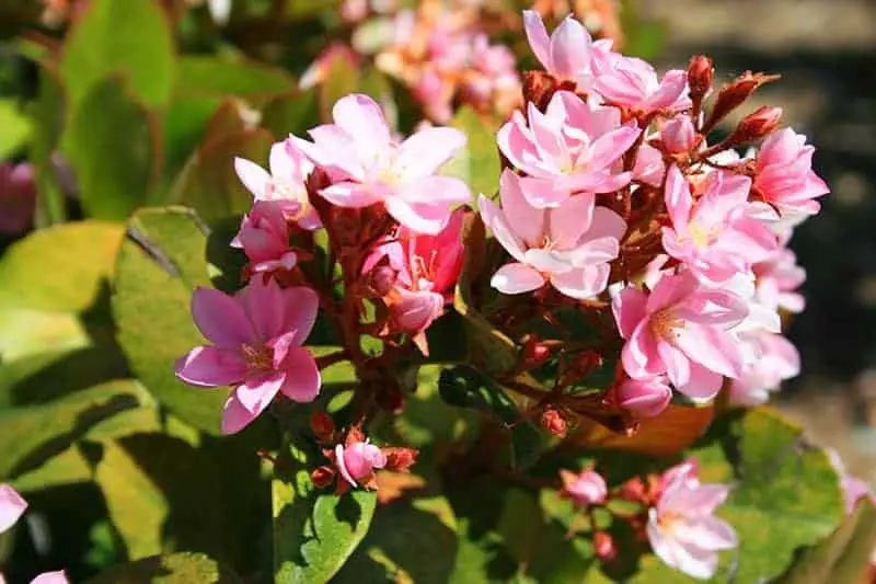 Shrubs with Red Flowers
