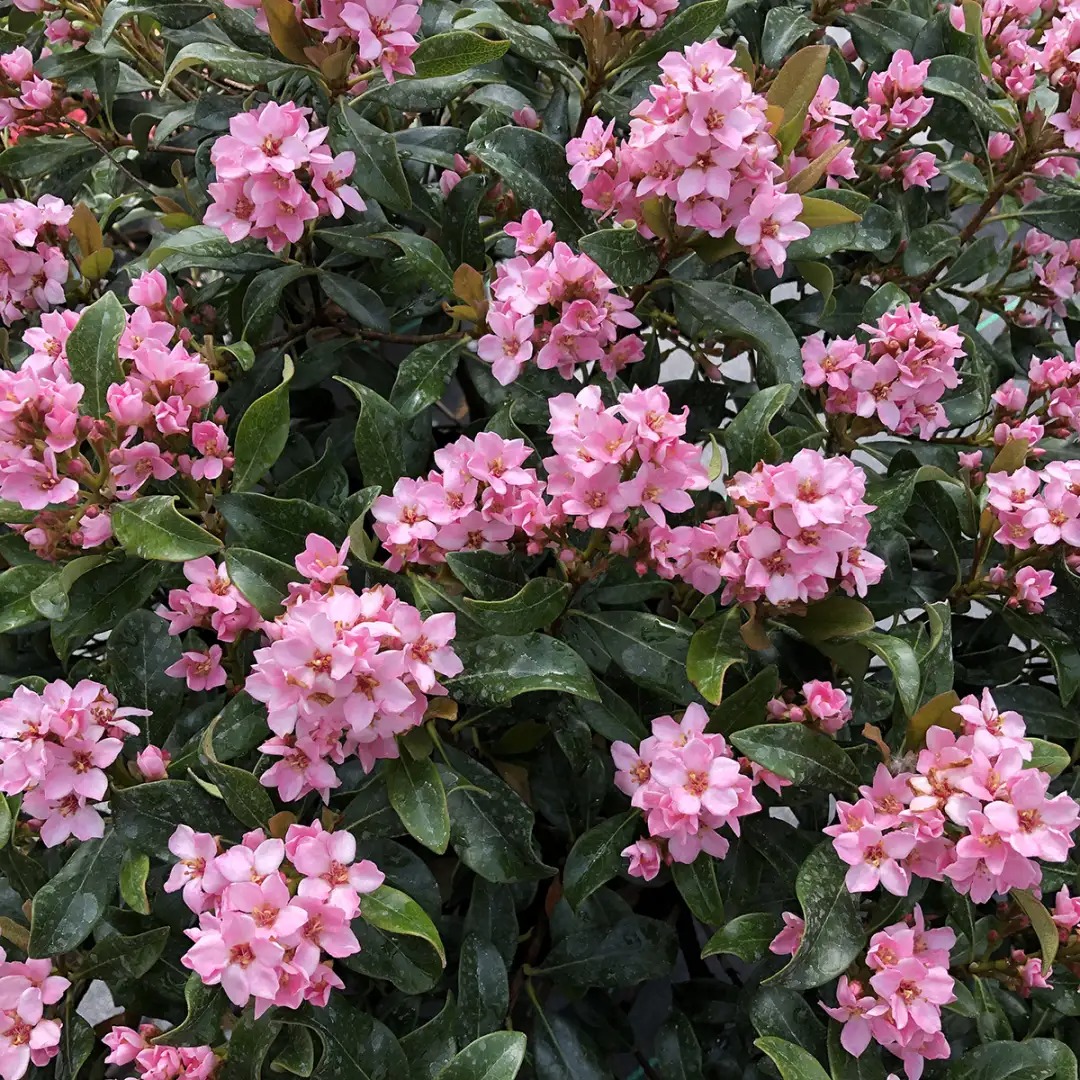 Flowering Shrubs That Bloom All Summer