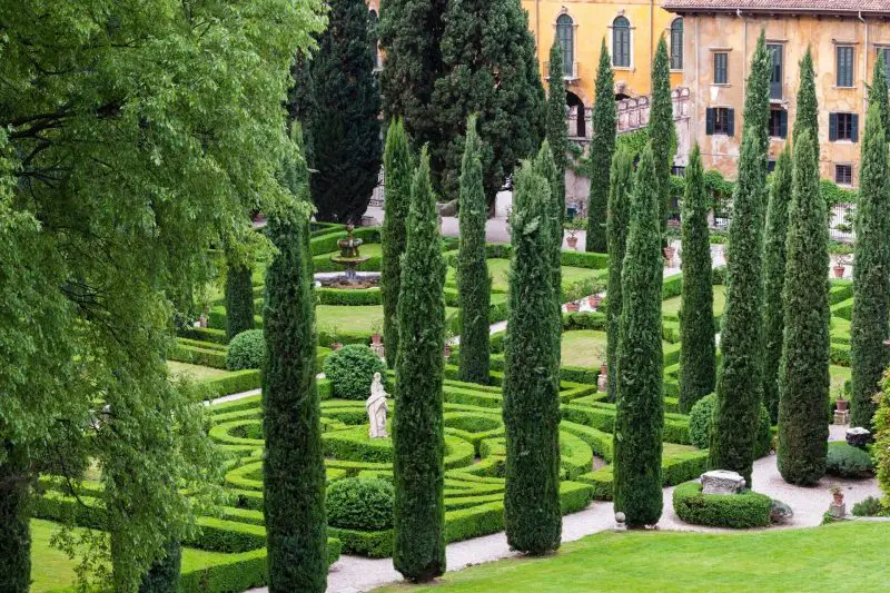 Types of Evergreen Trees