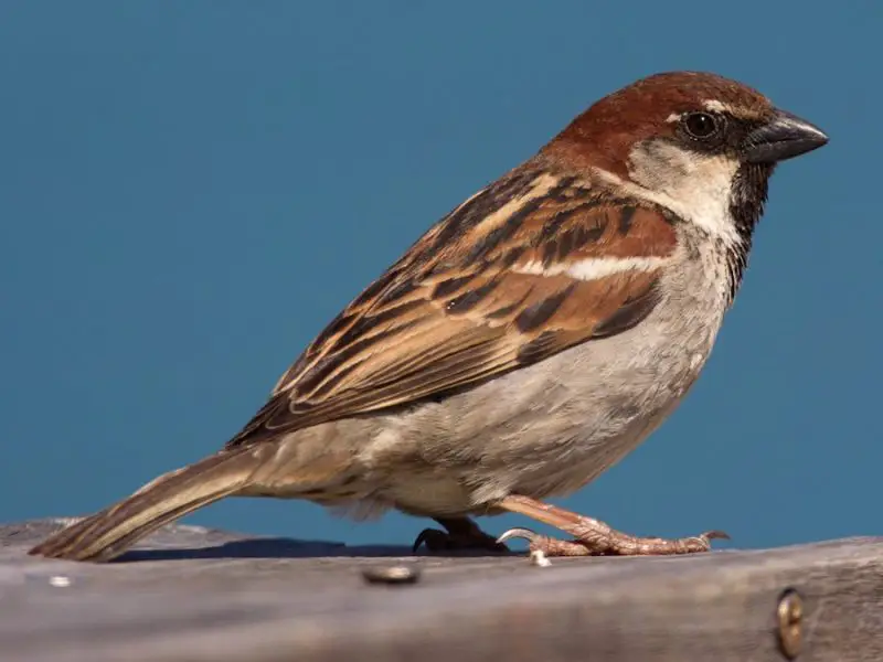 Types of Sparrows