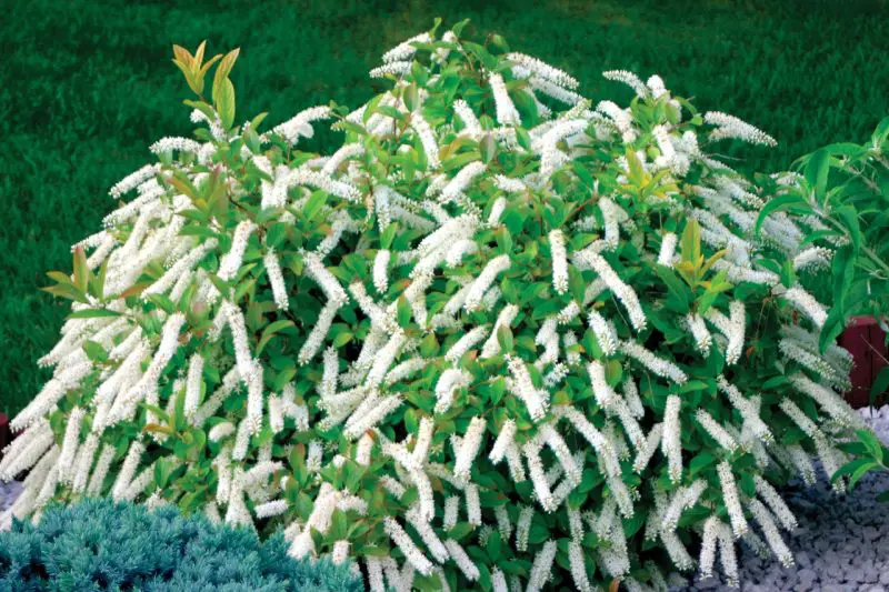 Shrubs with White Flowers