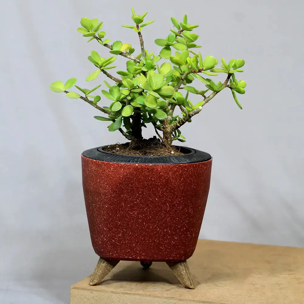 Types of Bonsai Trees