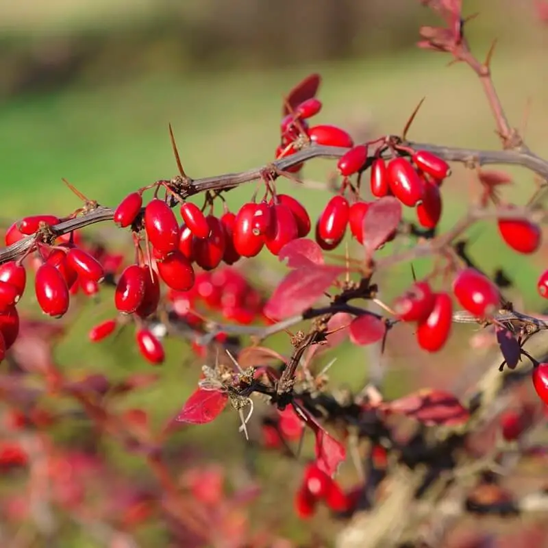 Shrubs with Red Flowers