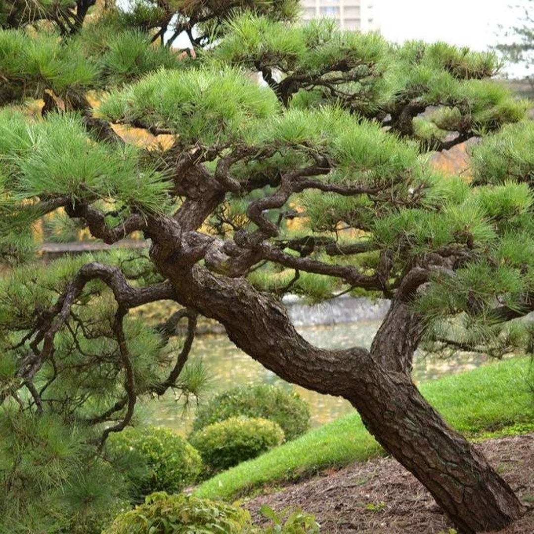 Types of Evergreen Trees