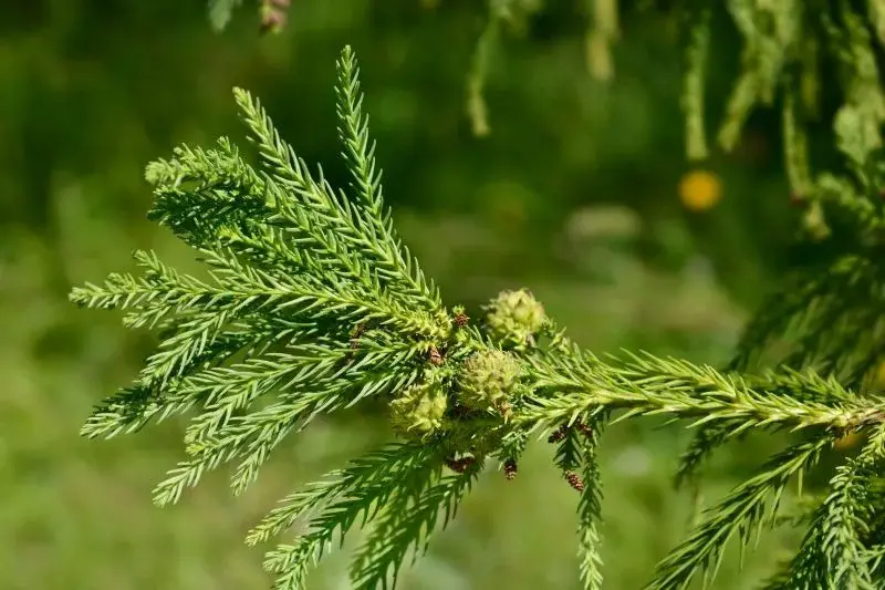 Types of Evergreen Trees