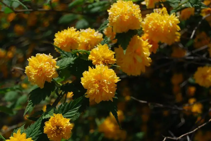 Flowering Shrubs That Bloom All Summer